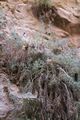Centaurea akamantis 1 Chaber akamancki